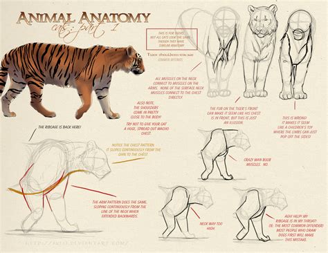Tiger Reference Front Legs Animal Anatomy References Pinterest