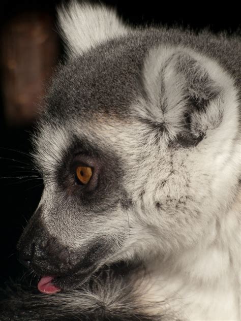 Ring Tailed Lemur Portrait Of A Ring Tailed Lemur At Londo Flickr