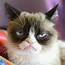 Grumpy Cat  YouTube