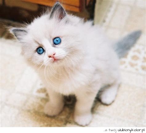 obrazek kot piękny słodki zdjęcia i obrazki na ulubionykolor pl