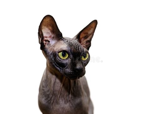 Beautiful Sphynx Cat Portrait On White Background Stock Image Image