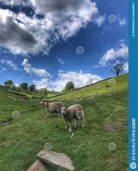 Sheep In A Meadow Stock Image Image Of Plateau Grassland 260946423