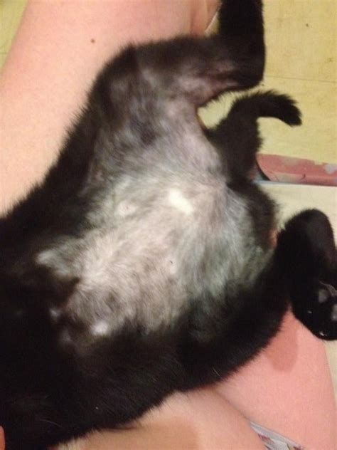 My Cat Has Gone Bald On Her Stomach And Back Legs Help Uk Pet