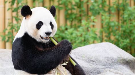 Download Wallpaper 1600x900 Panda Bamboo Animal Widescreen 169 Hd