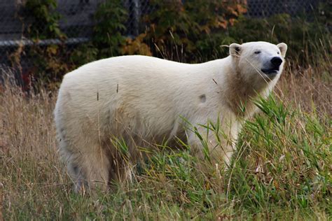Polar Bear Habitat Opens Worlds Largest Outdoor Enclosure My Timmins Now