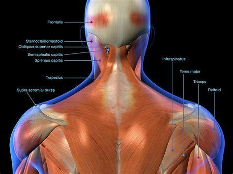 Labeled Anatomy Chart Of Neck And Back 1 Photograph By Hank Grebe Pixels