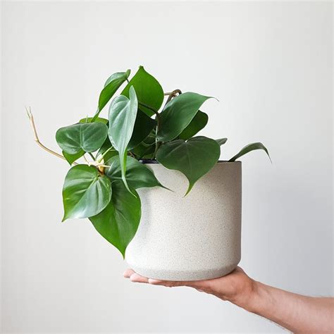 I have a heart leaf philodendron, and it is my favorite houseplant. Heart Leaf Philodendron in Helsinki Pot | Indoor air ...