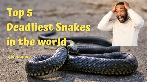 Top 5 Deadliest Snakes In The World Top 5 Most Venomous Snakes In