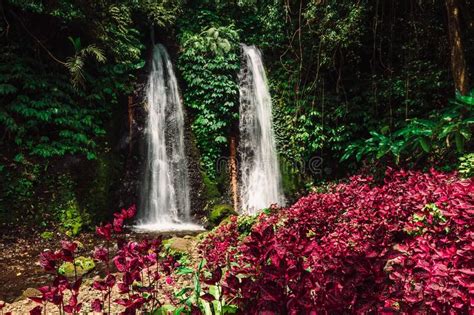 Jungle Waterfalls Cascade In Tropical Rainforest With Pink Plants Stock