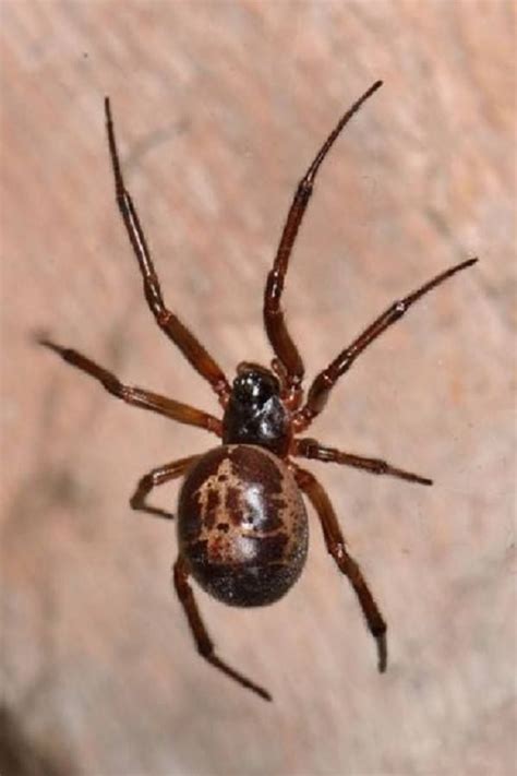 How To Identify A False Widow Spider Uk