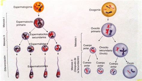 Acab74 Espermatogénesis Y Ovogénesis La Meiosis Aplicada