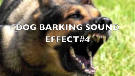 Dog Barking Sound Effect 4 Youtube
