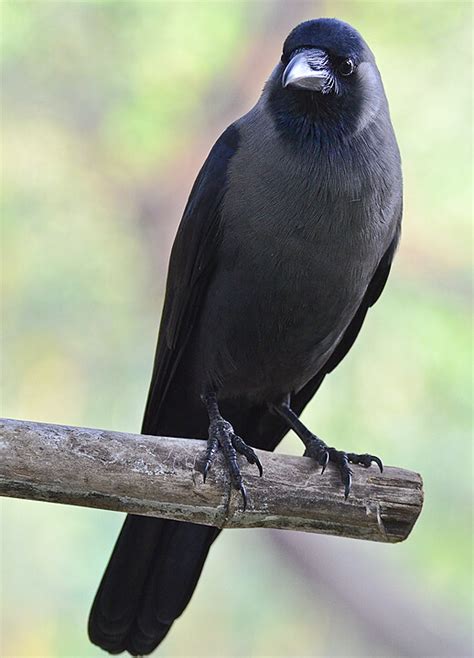Mystery Bird House Crow Corvus Splendens Zoology The Guardian