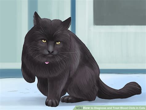 Symptoms of sprains in cats. How to Diagnose and Treat Blood Clots in Cats: 11 Steps
