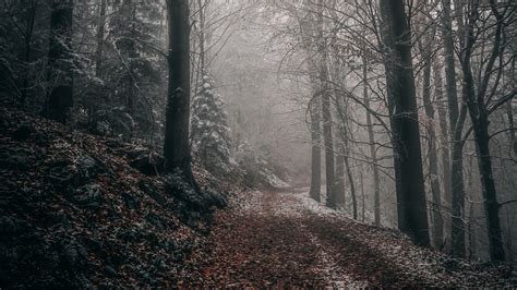 Download Wallpaper 2560x1440 Forest Autumn Fog Foliage Path Trees