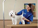 Images of Petsmart Store Manager Jobs