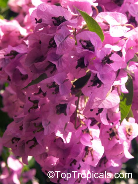 In most areas with warm climates, such as florida. Tropical plant catalog - TopTropicals.com
