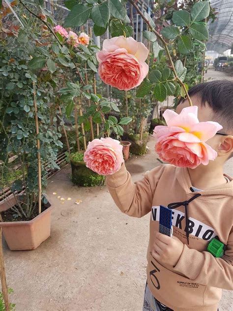 Hoa Hồng Leo Abraham Darby Rose Rực Rỡ Flowerfarmvn Shophoa