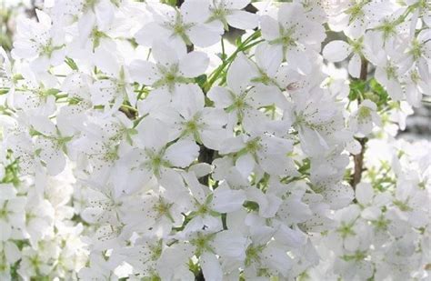 It produces a blitz of white spring flowers that give way to scarlet berries through to the winter, making it a colorful ornamental tree. 1X 3-4FT MINI DWARF PRUNUS BRILLIANT WHITE TREE ...