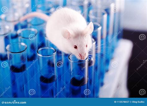 3856 Mouse Laboratory Stock Photos Free And Royalty Free Stock Photos