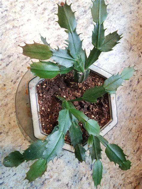 Do not plant out the christmas cactus. Thanksgiving cactus given to me by my grandmother, as it ...