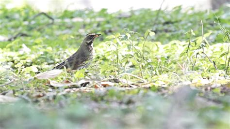 好生态引来367种鸟类来当邻居