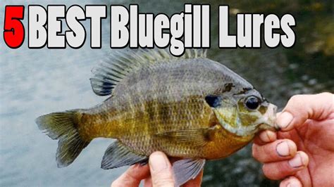Top 5 Bluegill Sunfish Lures Youtube