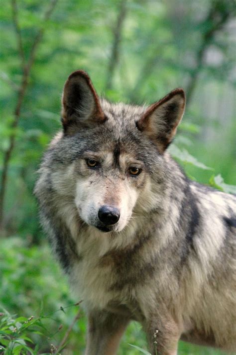 Celebrate Lobo Week With Hope For Mexican Gray Wolves In 2020 Mexican