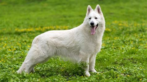 White German Shepherd Dog Breed Info Puppy Prices And More Blogger Value