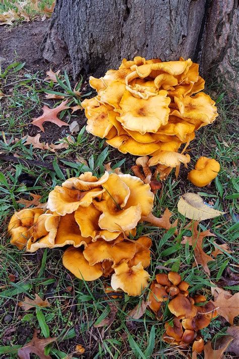 Yellow Lawn Mushrooms All Mushroom Info