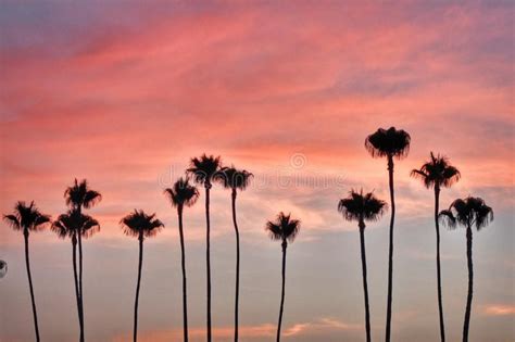Palm Trees Pink Palm Tree Sunset Affiliate Pink Trees Palm