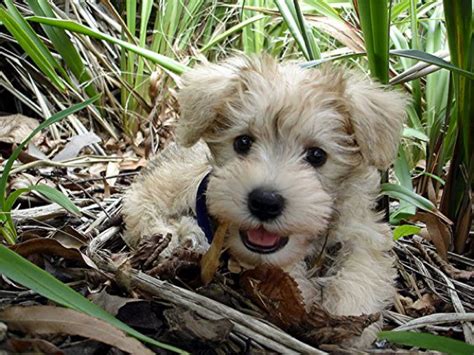 List Of Poodle Cross Breeds Ranked Via Attractiveness