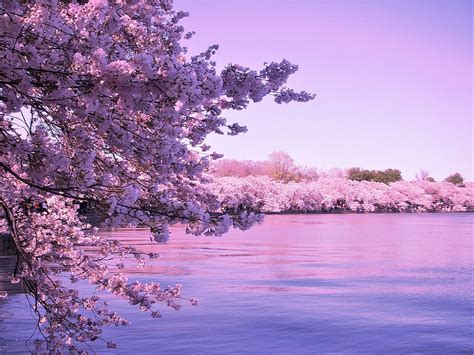 Cherry Blossoms Nature Trees Landscape Hd Wallpaper Peakpx
