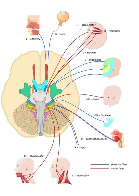 Figure Cranial Nerves Purchased From Shutterstock Statpearls