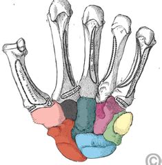 Eight bones, a frontal bone, two temporal bones, two parietal bones, an occipital bone, an ethmoid bone and a sphenoid bone, fuse together during early babies have spaces between the bones in their skull to allow them to fit through the birth canal, explains kidshealth. Major Bones of the Human Body flashcards | Quizlet