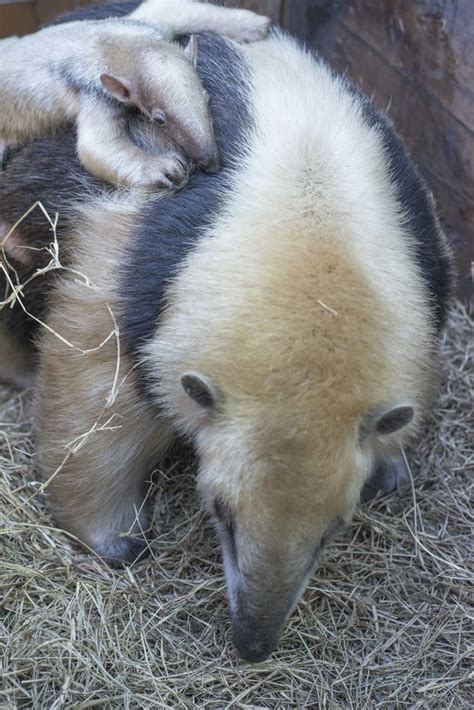 Meet Uruguays First Zoo Born Tamandua Zooborns