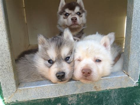 J'ai connu un maître qui avait donné le prénom de son ex à sa femelle berger allemand. Nom de chien en N pour 2017! Mâle et femelle - Musher ...