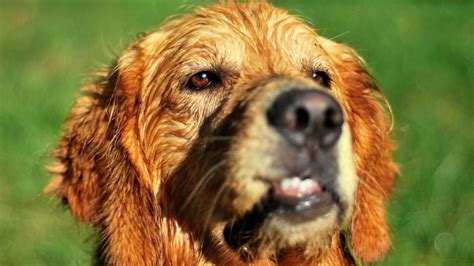 Are Golden Retrievers Protective Talk To Dogs
