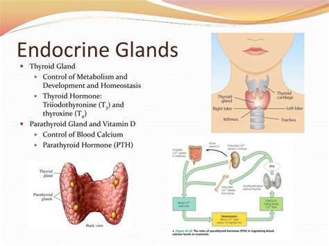 Ppt Chapter 45 Hormones And The Endocrine System Powerpoint