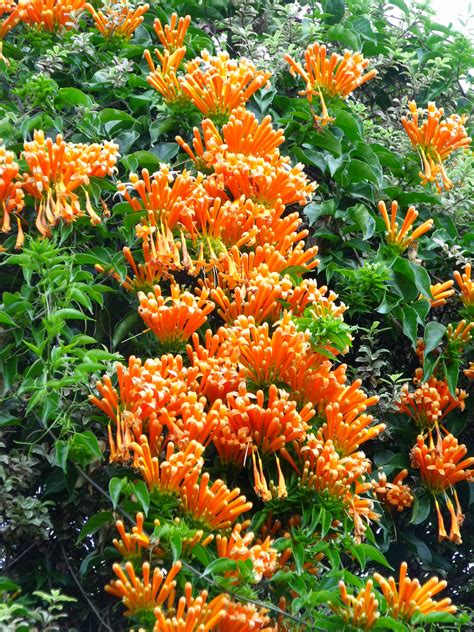 Flame Vine Pyrostegia Venusta At Home Flowers From End Of Autumn