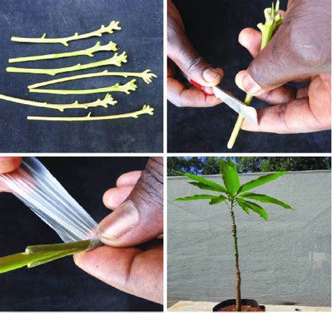 7 Wedge Grafting Steps In Mango Source Download Scientific Diagram