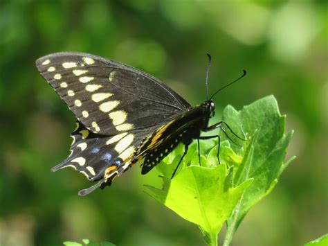 Black Swallowtail Butterflies Are Common Throughout The Us Nature