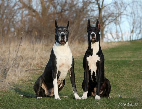 Great Dane Breeding Mantle And Blue Cam With Her