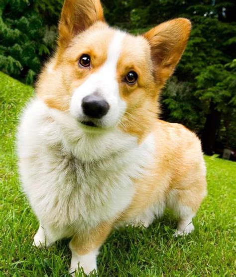 I will always be available to help you with any needs for the life of your cornerstone cardigan. Corgi Mix Puppies Mn | PETSIDI