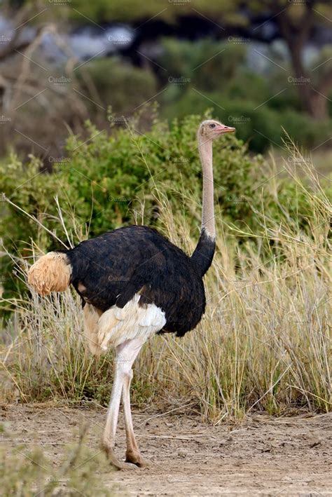 Ostrich African Animals Ostriches Animal Poses