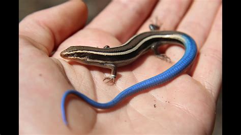 Juvenile Blue Tailed Western Skink Reptiles Of Bc Youtube