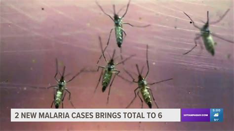 6 Malaria Cases Under Investigation In Sarasota County