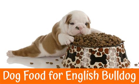 He was once bred for his power and ferociousness and he was the original bull baiter. Best Dog Food for English Bulldog - US Bones