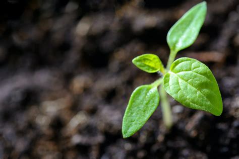 Soil Vs Dirt Whats The Difference Gecko Green