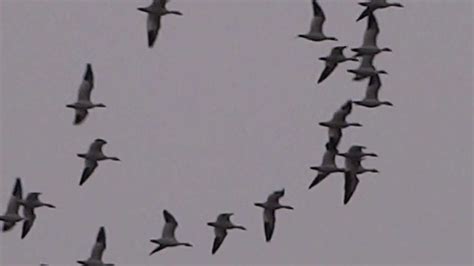Snow Geese Flying South Youtube